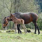 Mysliwski W Gorach
