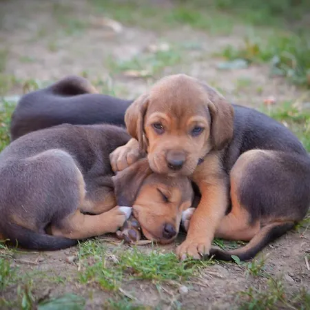 Mysliwski W Gorach シャレー Ujsoły