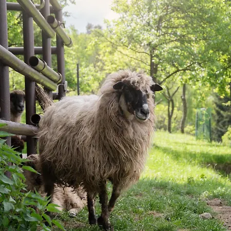 Mysliwski W Gorach シャレー