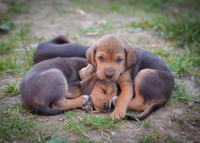 Mysliwski W Gorach Chalet Ujsoły