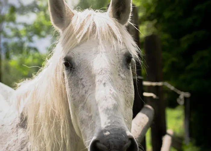 Mysliwski W Gorach Chalet